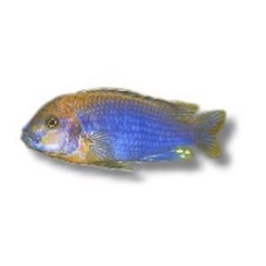 Malawiciklide, Iodotropheus sprengeri